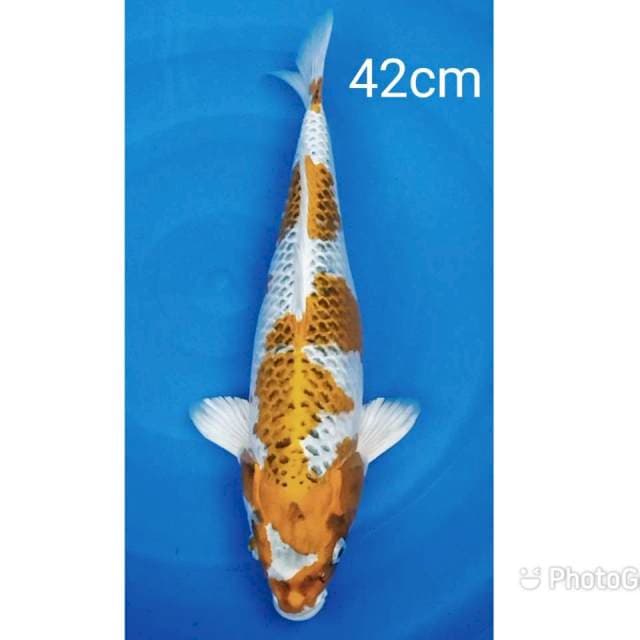 Original Kujaku 42cm