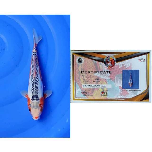 SQ Shusui 29cm (F)