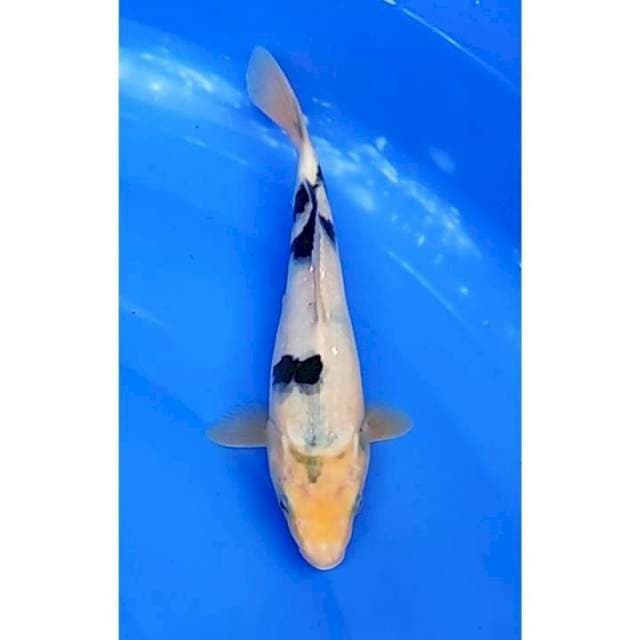 Shiro Utsuri Tategoi Calon Bagus 25cm (F)