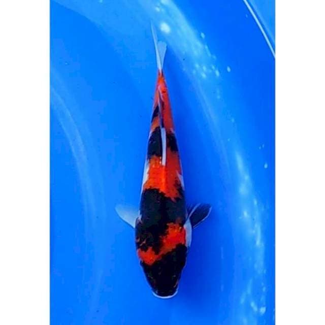 Showa Sanshoku Strong 21cm (M)