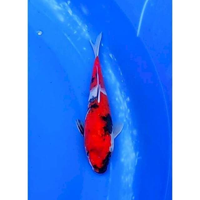 Red Strong Showa Sanshoku 22cm (F)