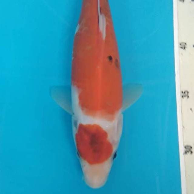 Sowa tategoi