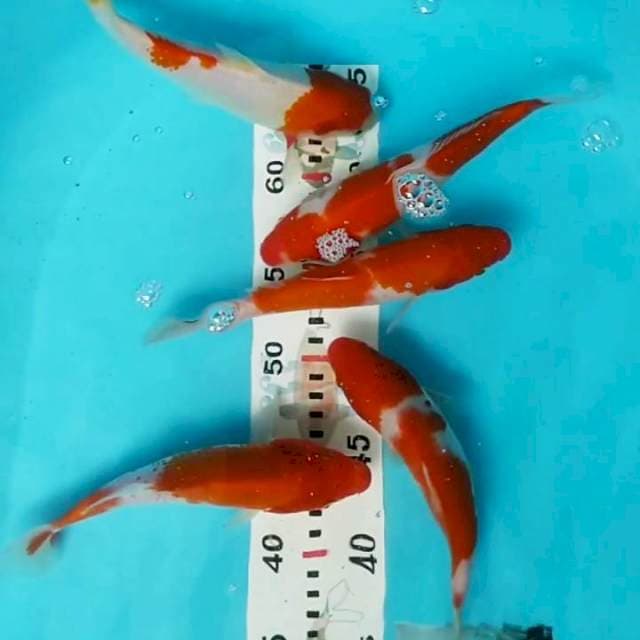 Paket Kohaku 19-20 cm