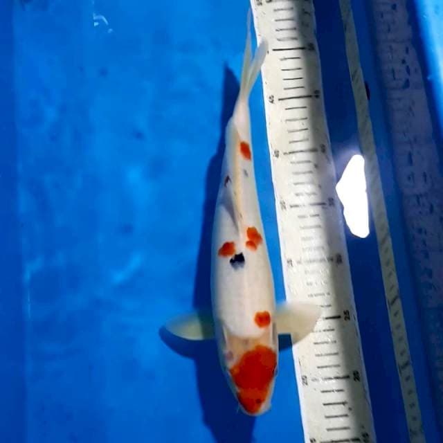 SANKE 33 CM