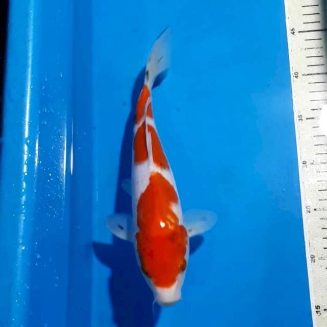 SANKE 30 CM