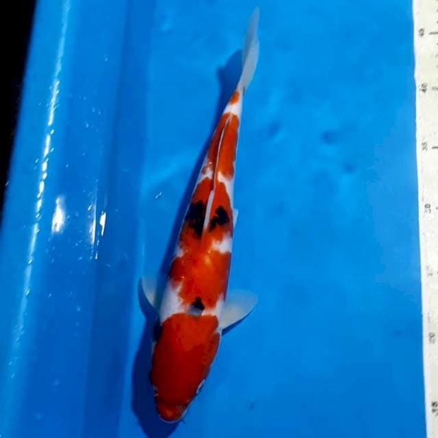 SANKE 31 CM