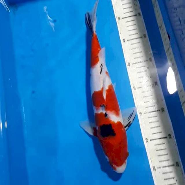 SANKE 33 CM