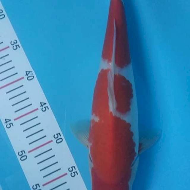kohaku,37cm,female