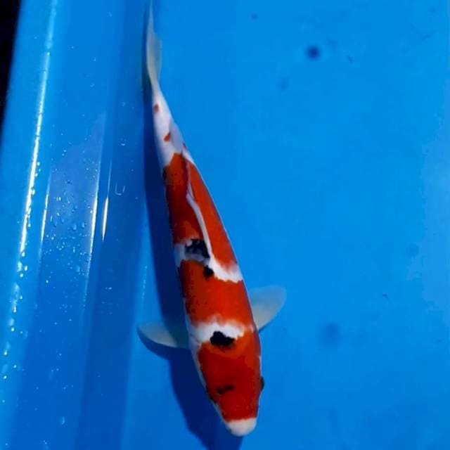 SANKE 31 CM