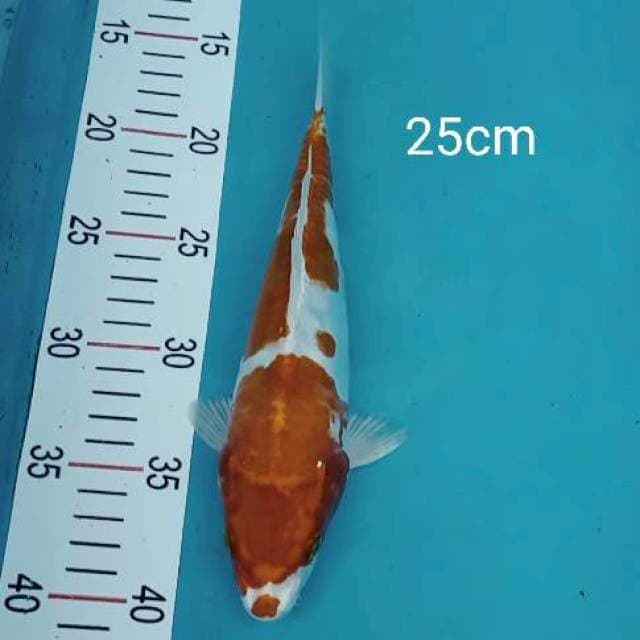 Kikushui 25cm