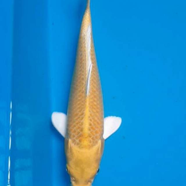 Ogon 28cm
