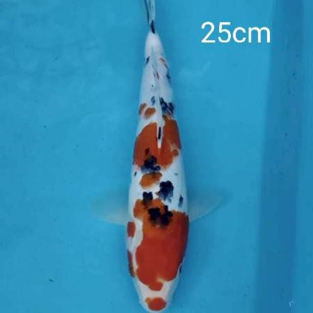 Sanke 25cm