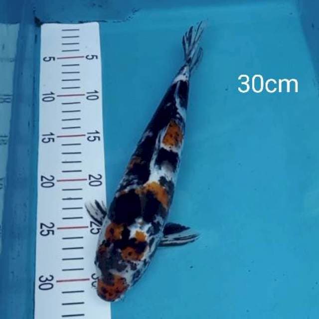 Showa 30cm
