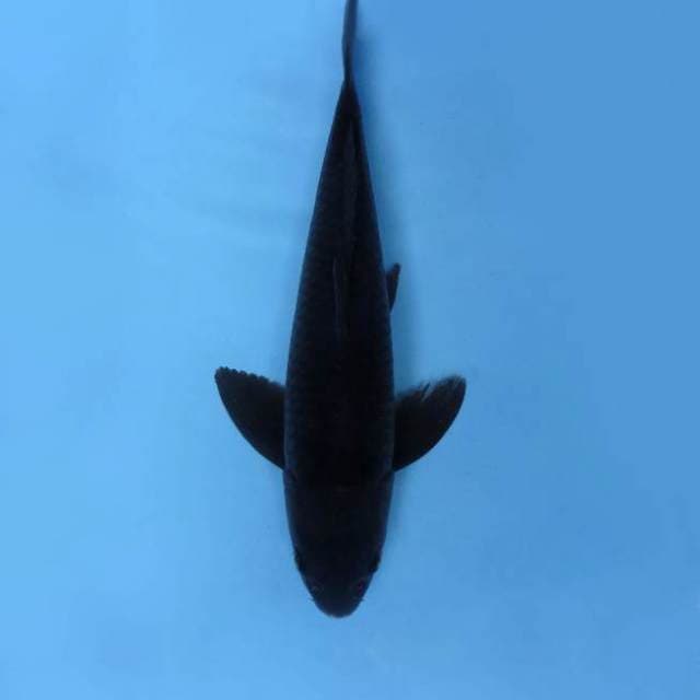 15. MAGURO ~ KARASUGOI,-