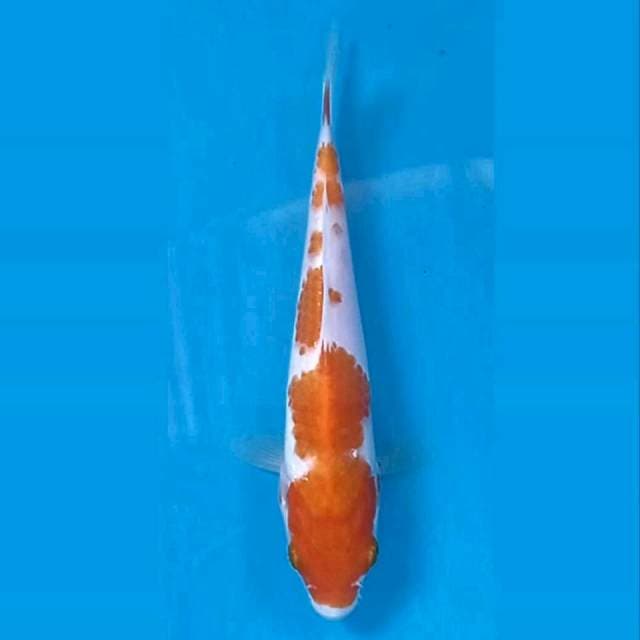 Kohaku, 17 cm