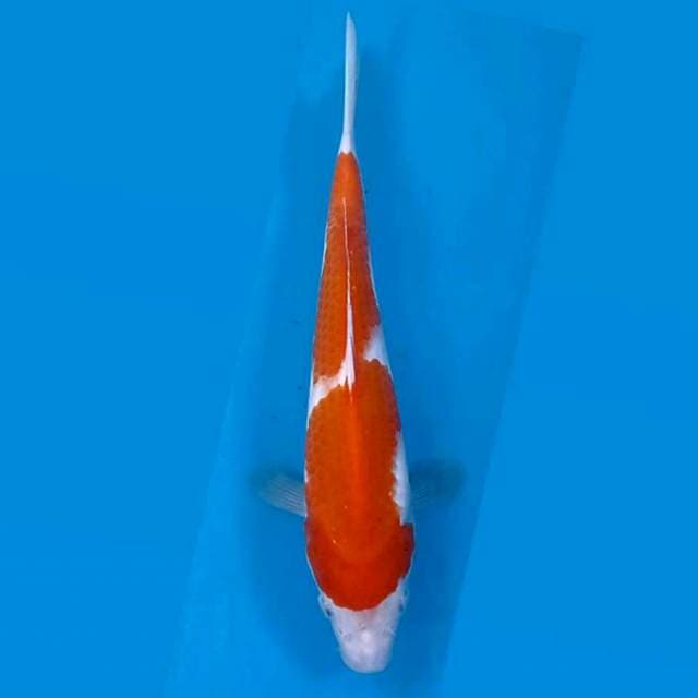 Kohaku, 22cm