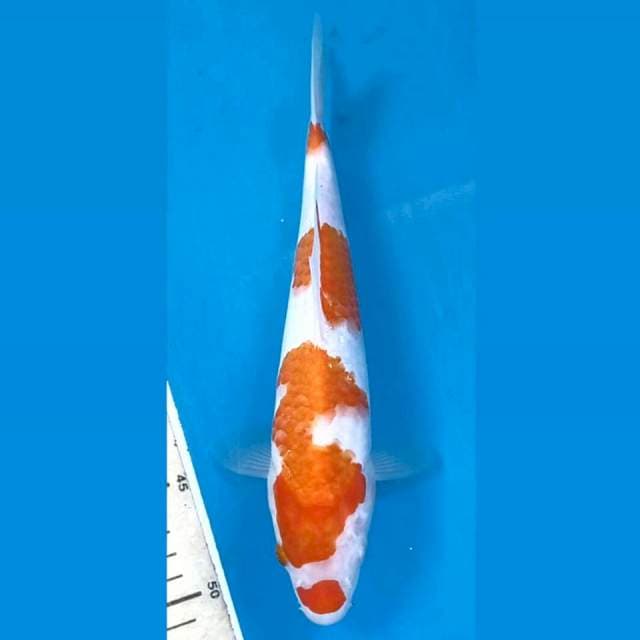 Kohaku, 26 cm