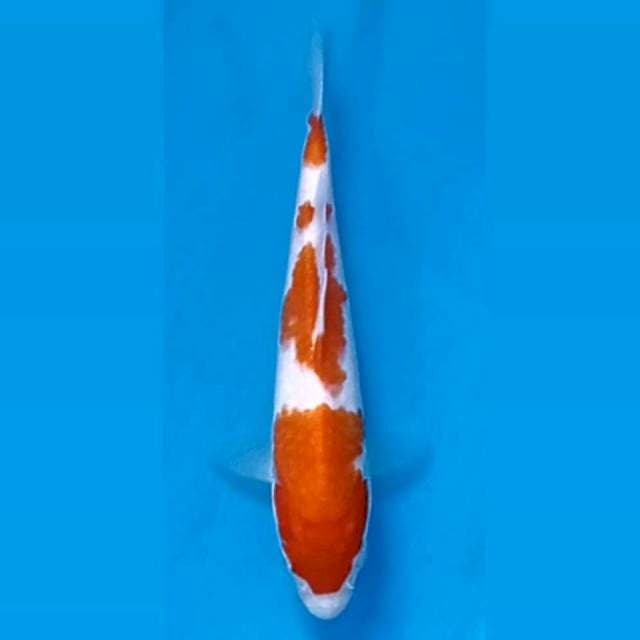 Kohaku, 17 cm