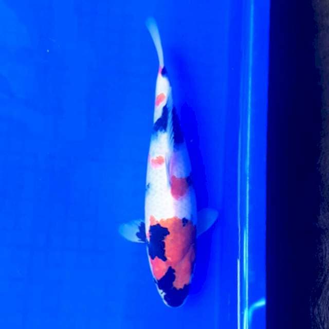 SHOWA 29CM ORI