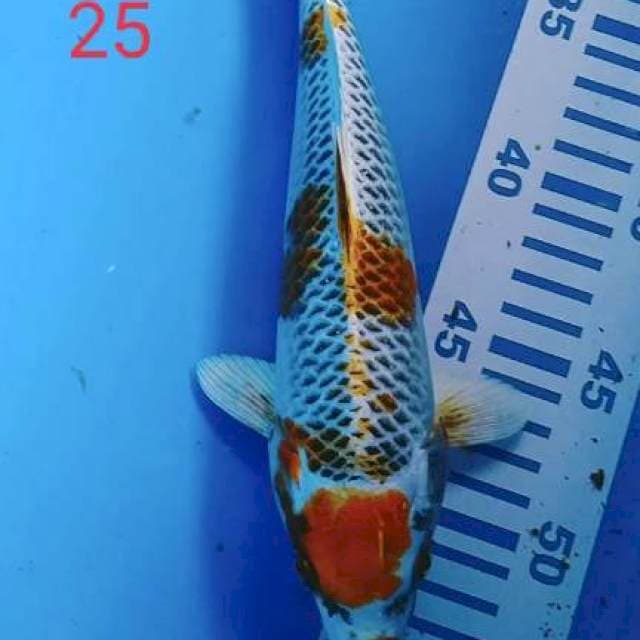 Maruten kojaku 25cm