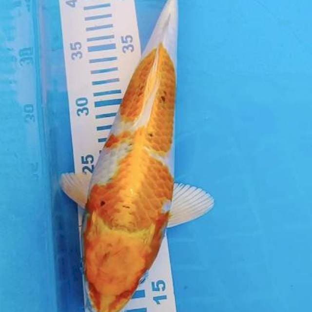 Hikarimono 30cm