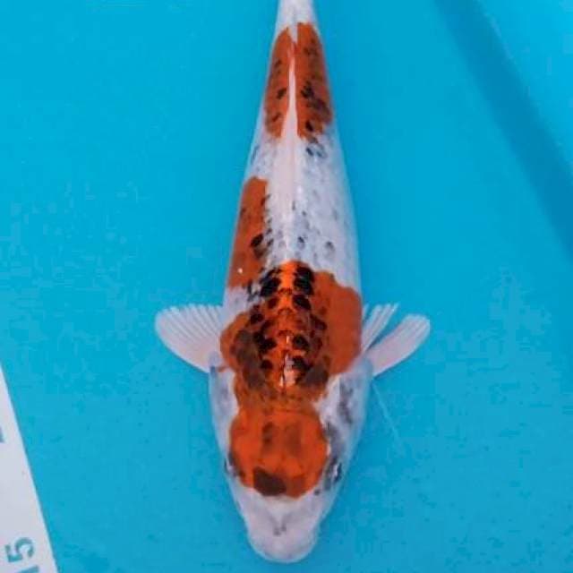 Hikarimono 29cm