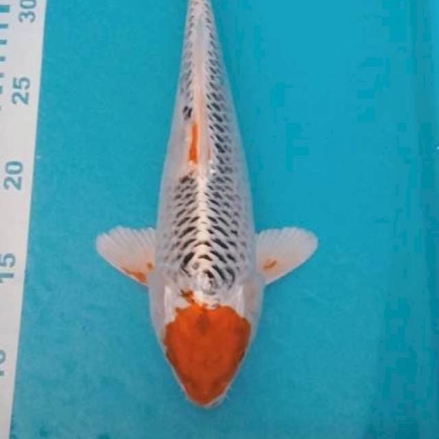 Tanco Kojaku 29cm