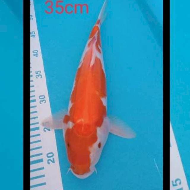 Kohaku 35cm