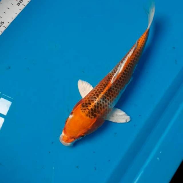 Kujaku 25cm
