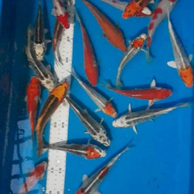 Mix 13-15cm