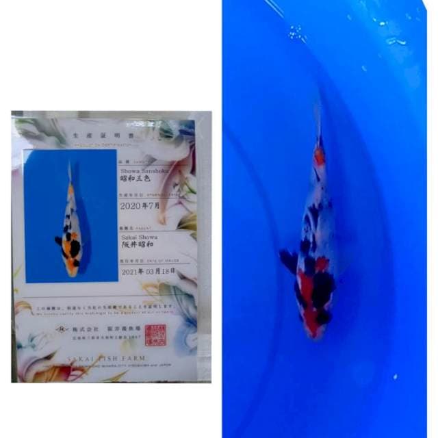 Showa Import Serti Sakai SFF