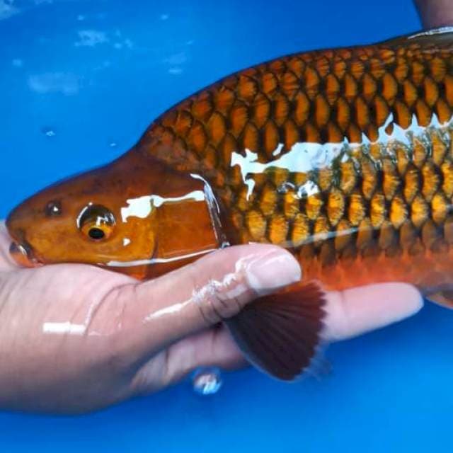 Chagoi tembaga ginrin super punuk 37 cm