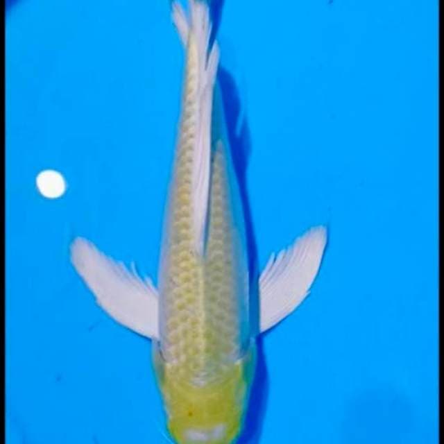 Kumpay hariwake 32cm
