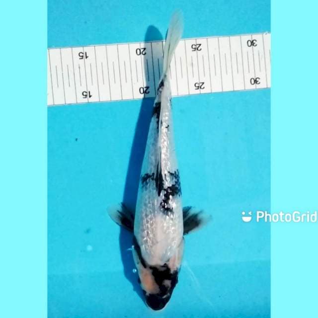 Shiro ginrin 25cm jantan
