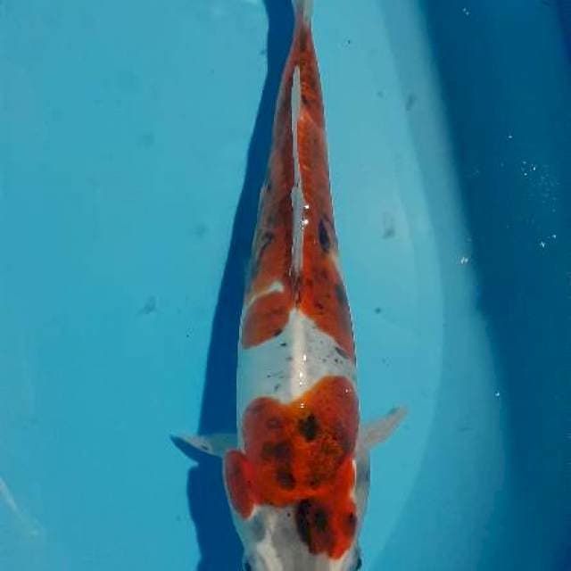 Kiko 2