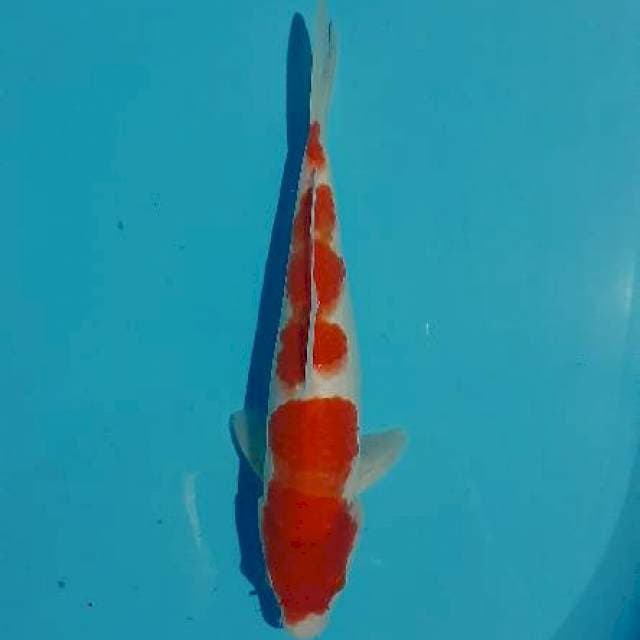 Kohaku 23 cm