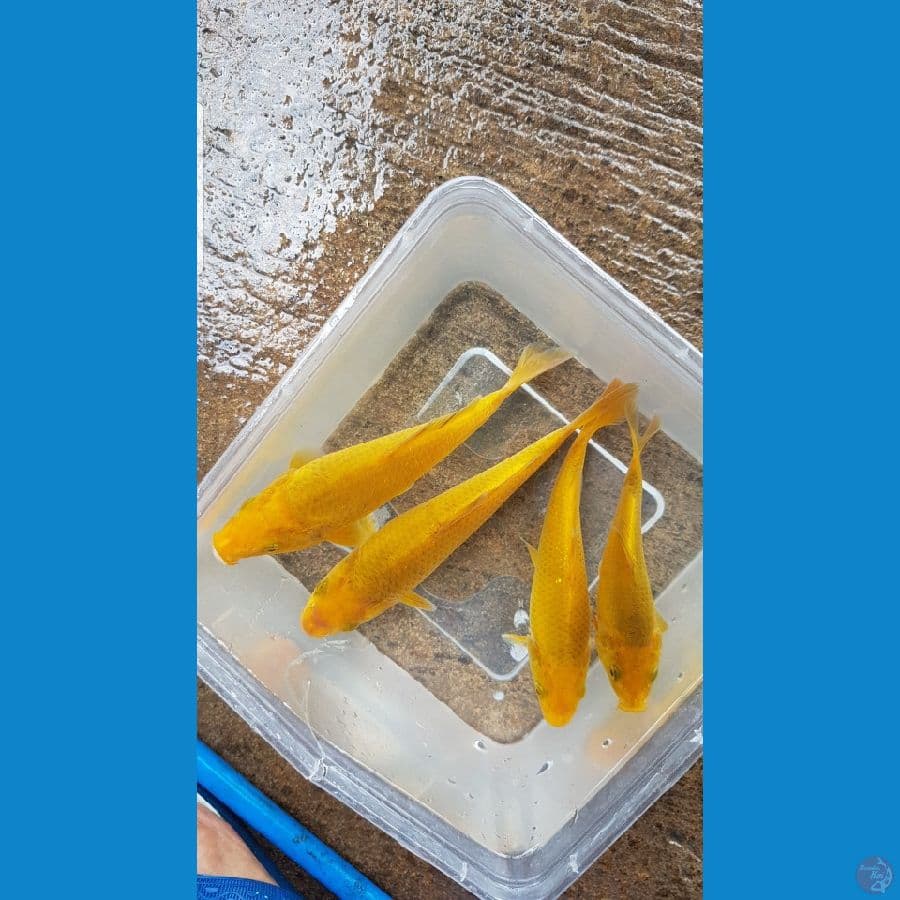 karamel