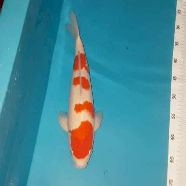 SQ kohaku jantan