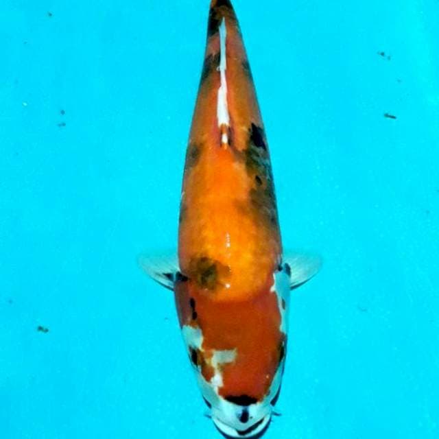 Hishowa 36cm