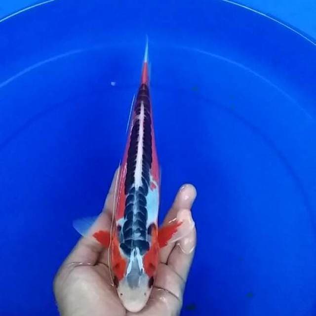 hana shusui merona 25cm