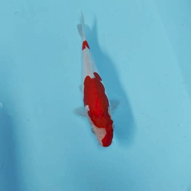 KOHAKU