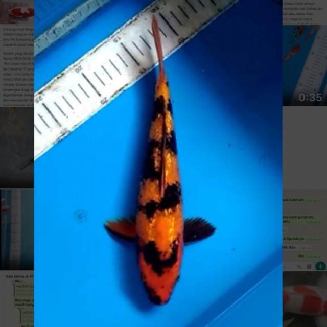 hi utsuri full ginrin 30cm