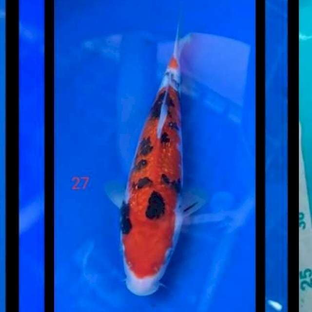 Sanke gindring 27cm