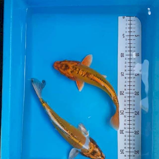 Kiko 27cm