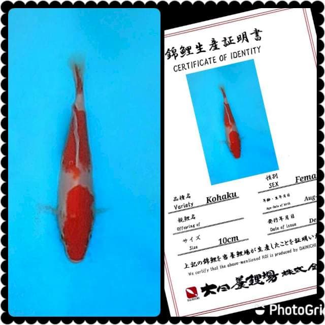 Dainichi Kohaku