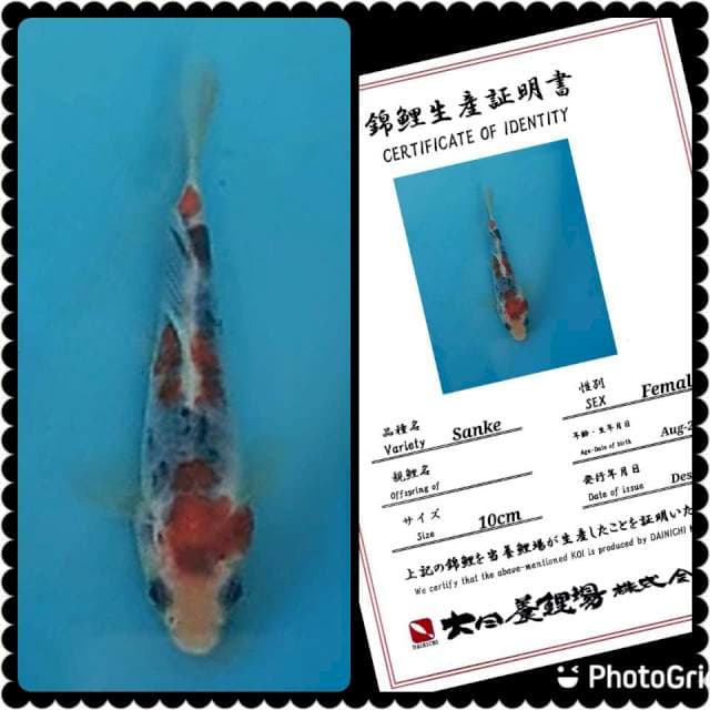 Dainichi Sanke