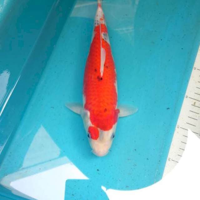 Goshiki 28cm