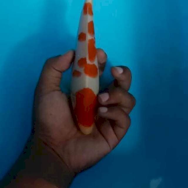Kohaku halus bahan keep