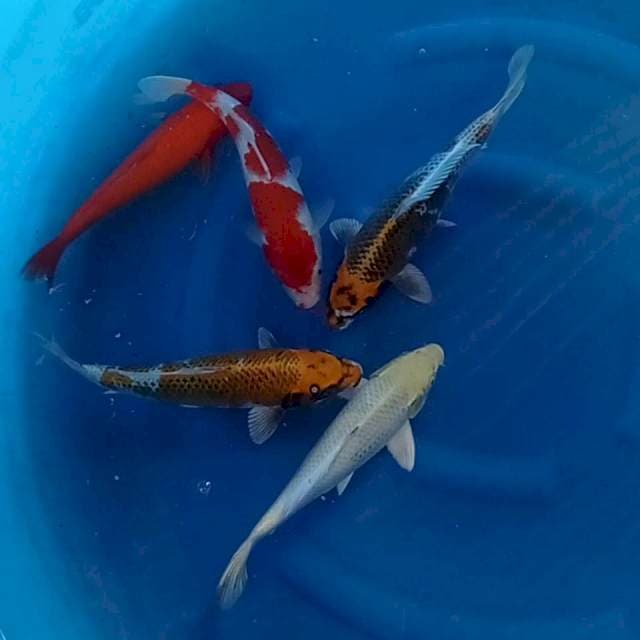 Kohaku, Kujaku, akahajiro, kin ki utsuri 30 cm. 5 ekor