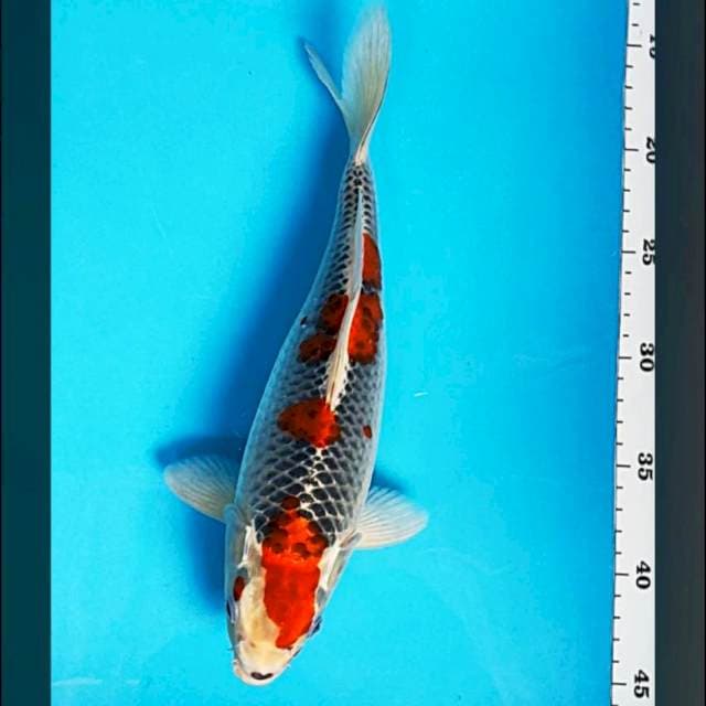 Goshiki strong 30cm male